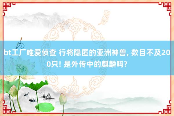 bt工厂唯爱侦查 行将隐匿的亚洲神兽， 数目不及200只! 是外传中的麒麟吗?