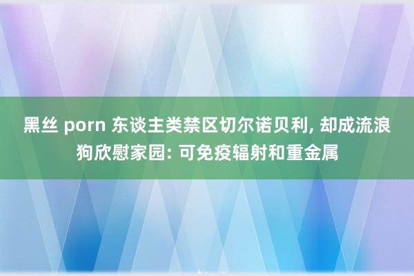黑丝 porn 东谈主类禁区切尔诺贝利， 却成流浪狗欣慰家园: 可免疫辐射和重金属